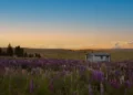 New Zealand Visitor Visa and Requirements for Israeli Citizens