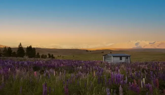 New Zealand Visitor Visa and Requirements for Israeli Citizens