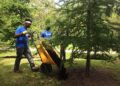 Seasonal Tree Care and Landscaping Tips for a Thriving Yard