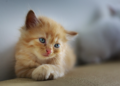 7 Signs Your Cat Loves You