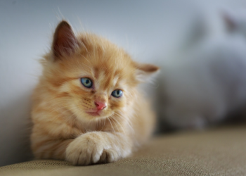 7 Signs Your Cat Loves You