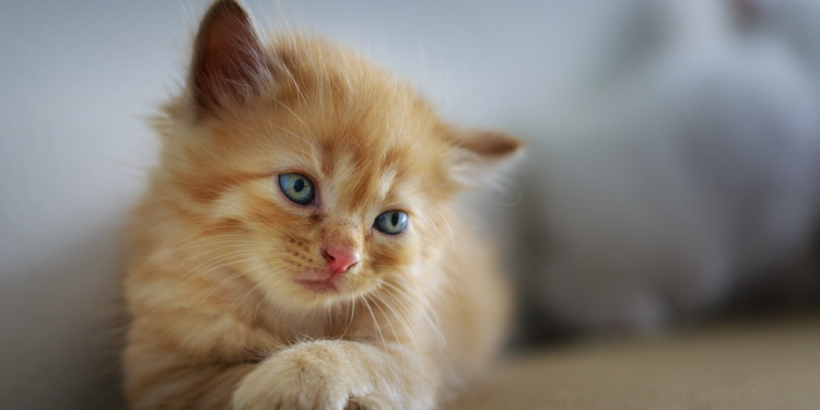 7 Signs Your Cat Loves You