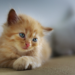 7 Signs Your Cat Loves You